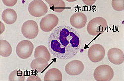 血液検査は主に、赤血球・白血球・血小板に関する検査です。